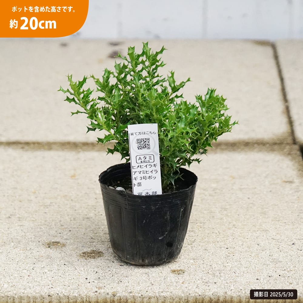 楽天市場】ヒメヒイラギ アマミヒイラギ 3号ポット苗 : 苗木部 by 花