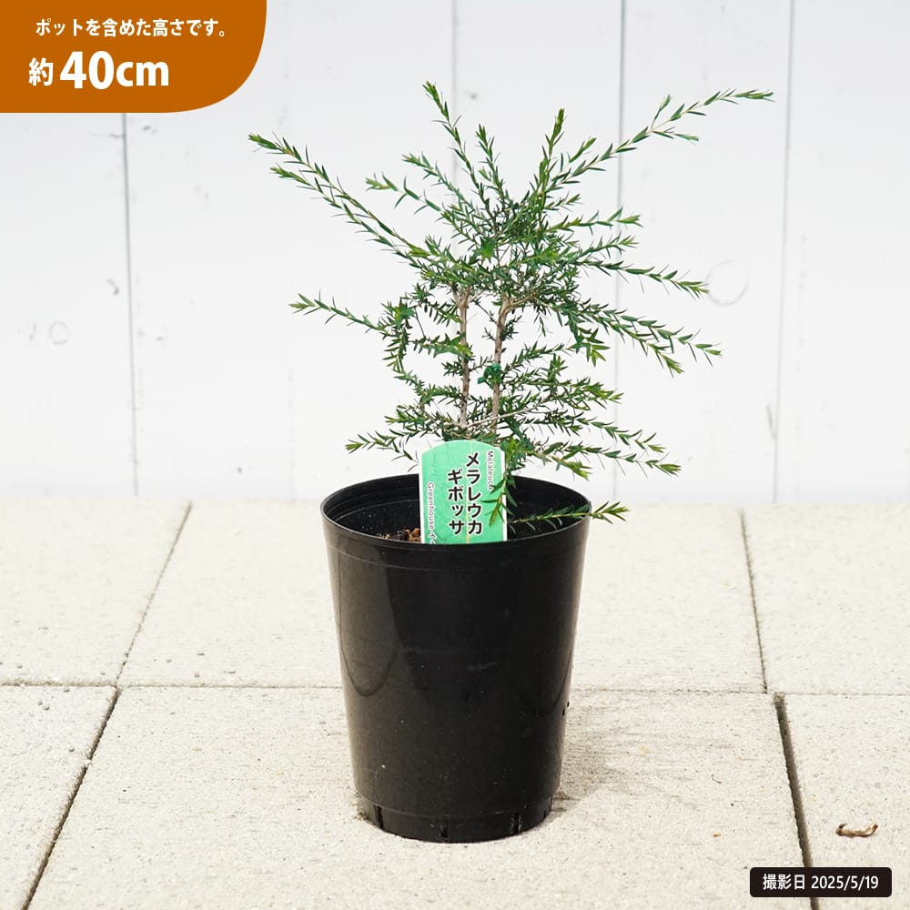 楽天市場】【ギボッサ】 メラレウカ 5.5号鉢植え : 苗木部 by 花