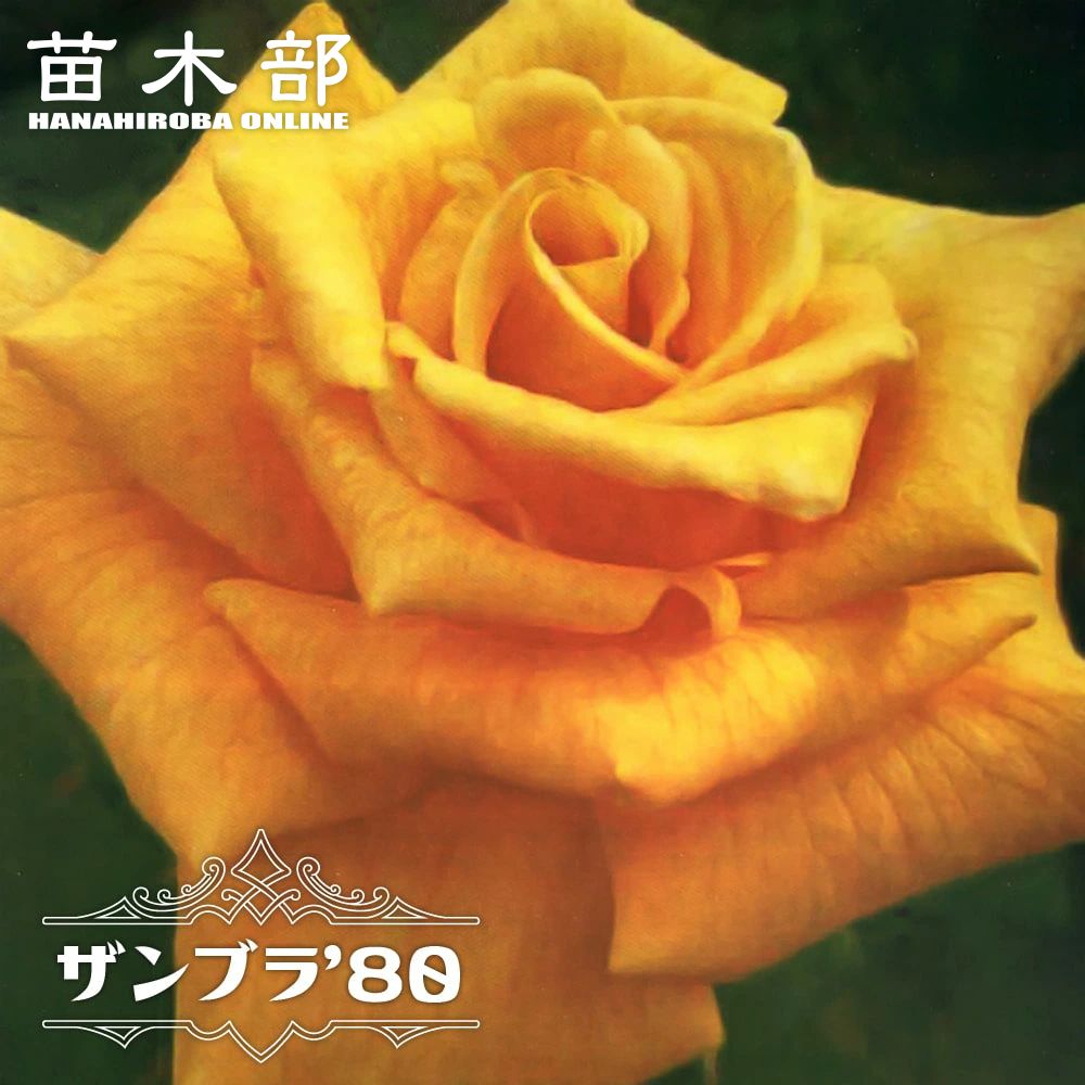 切り花 苗 バラ」の人気商品一覧 | 安い商品を通販サイトから探す