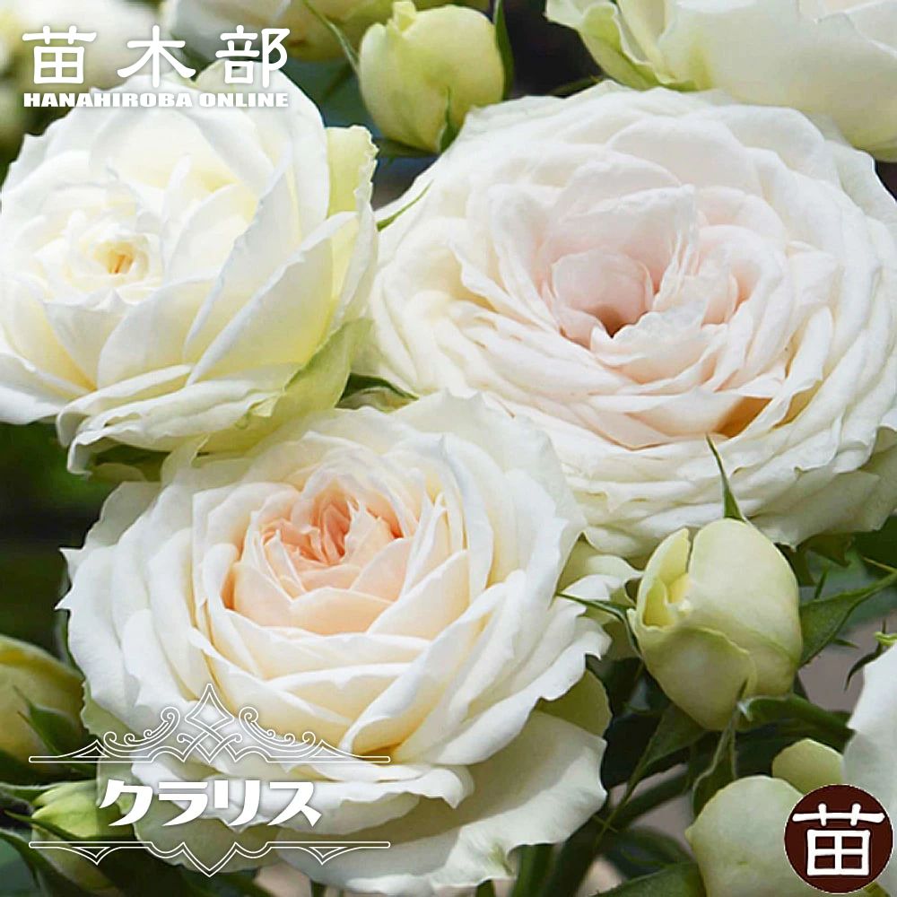 楽天市場】四季咲きバラ苗 【クラリス】 2年生大苗 登録品種・品種登録