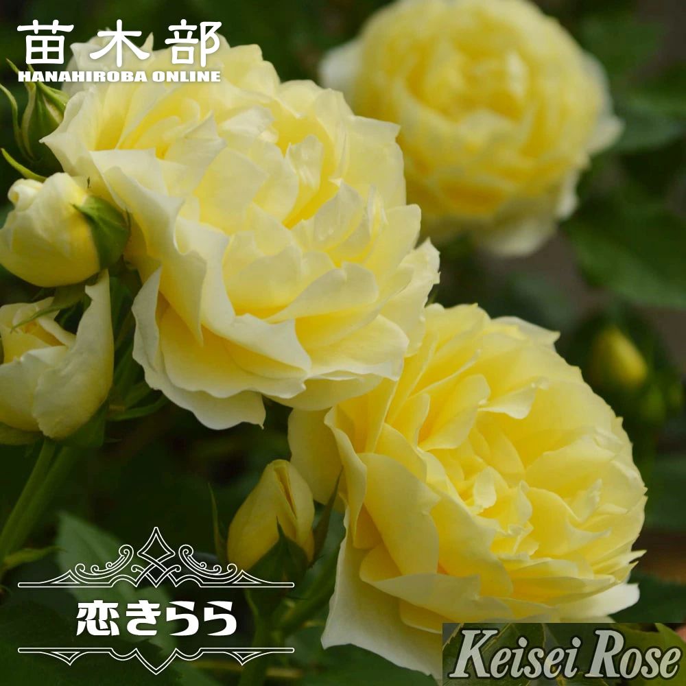 楽天市場】四季咲き バラ苗 【恋きらら】 2年生大苗 登録品種・品種