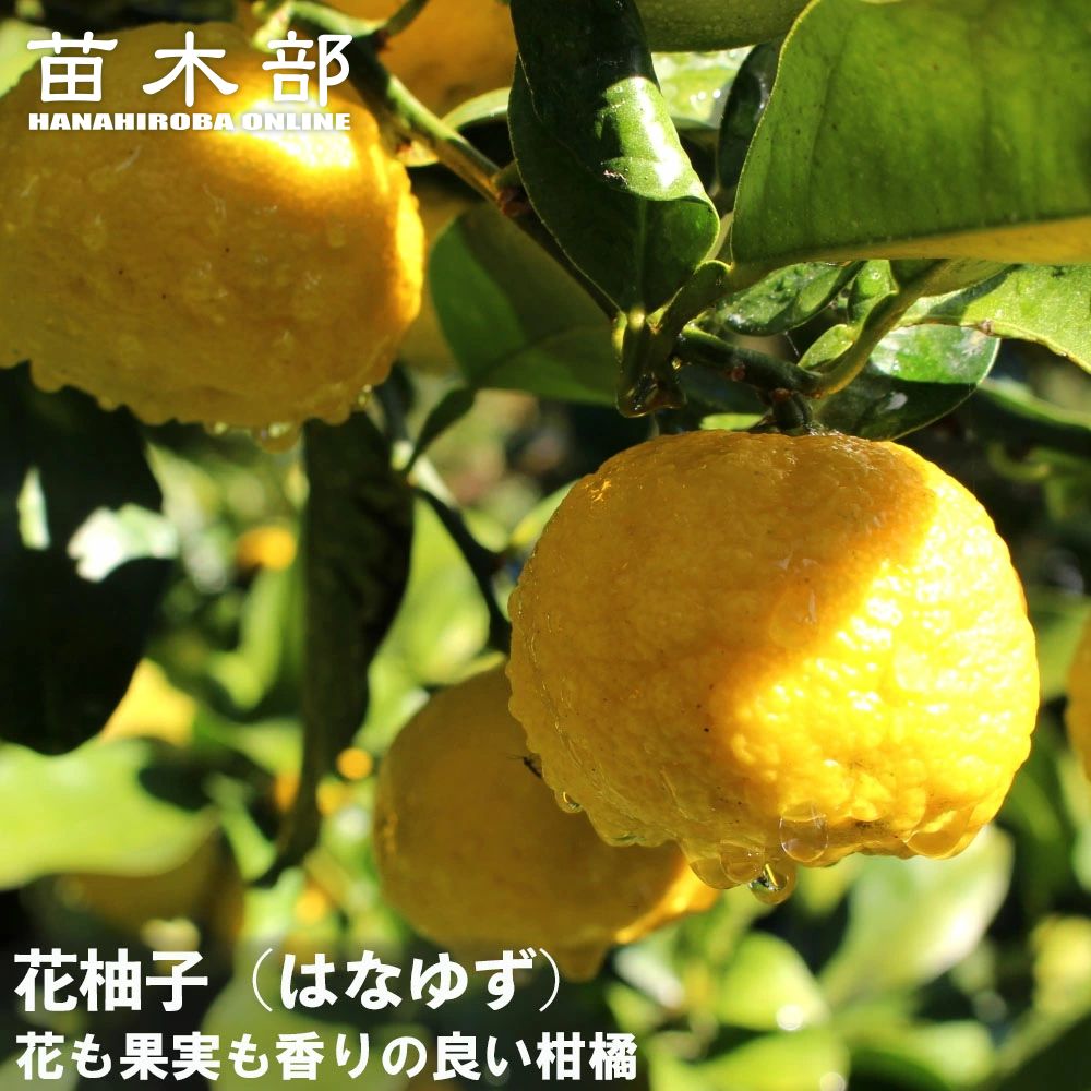 楽天市場】柚子 苗木 【花柚子 （はなゆ）】 一才ゆず 3年生接木大苗