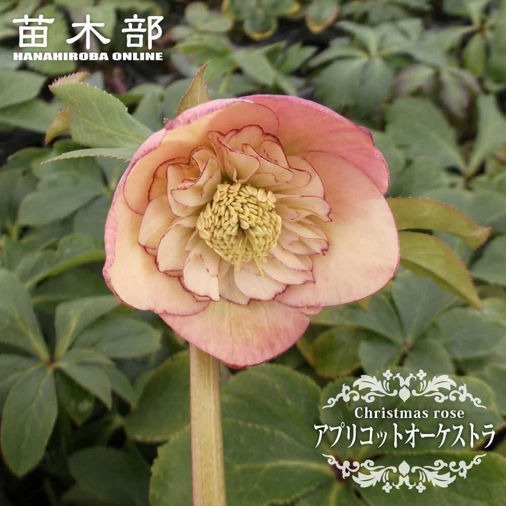 楽天市場】【アプリコット オーケストラ】 八重咲きクリスマスローズ 3