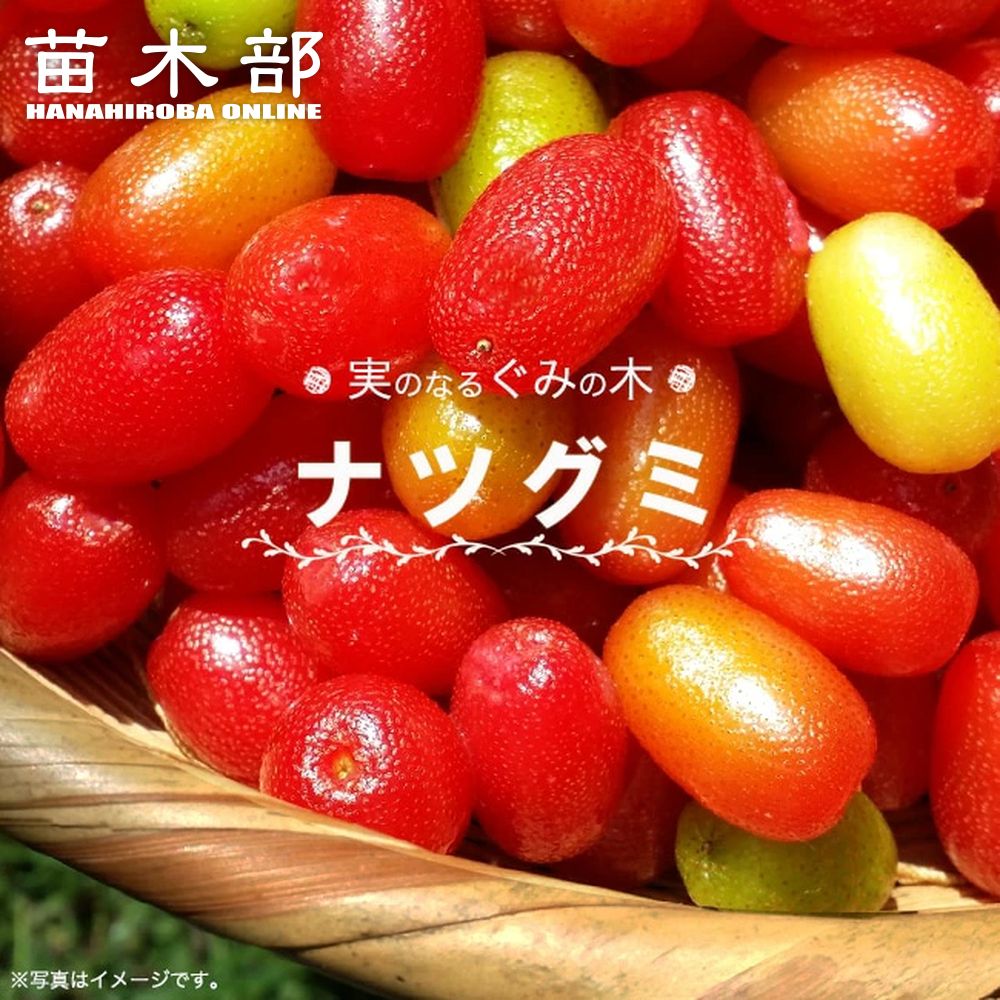 楽天市場】ナツグミ 1年生苗 : 苗木部 by 花ひろばオンライン