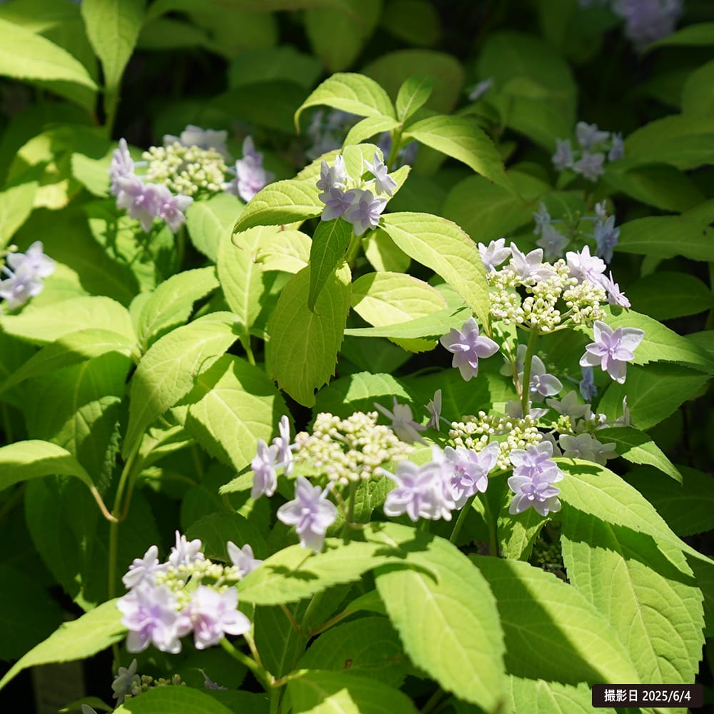 楽天市場】紫陽花 ヤマアジサイ 【奏音の星 （かなとのほし）】 ポット