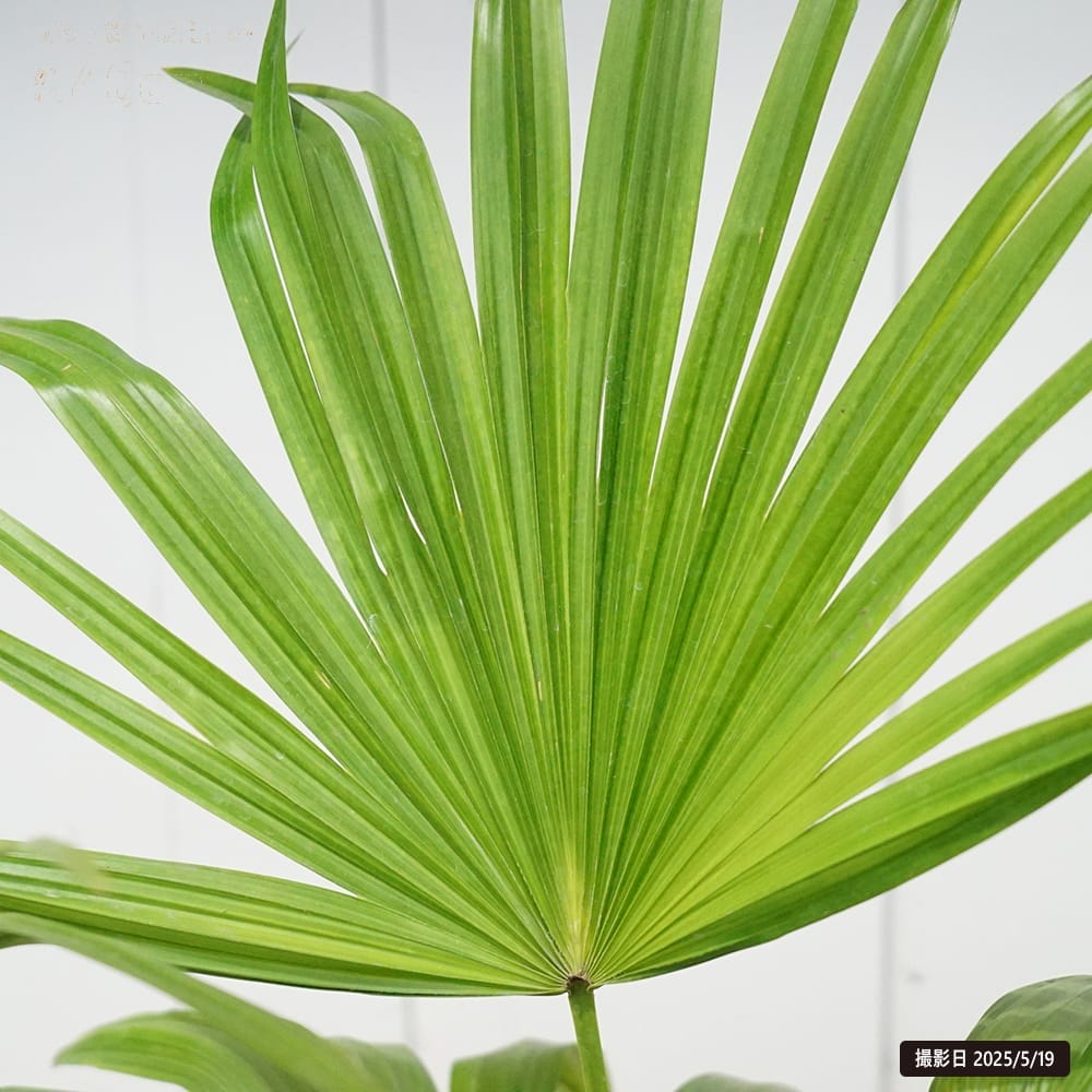 楽天市場】ヤシの木 【 ビロウヤシ】 6号鉢植え : 苗木部 by 花