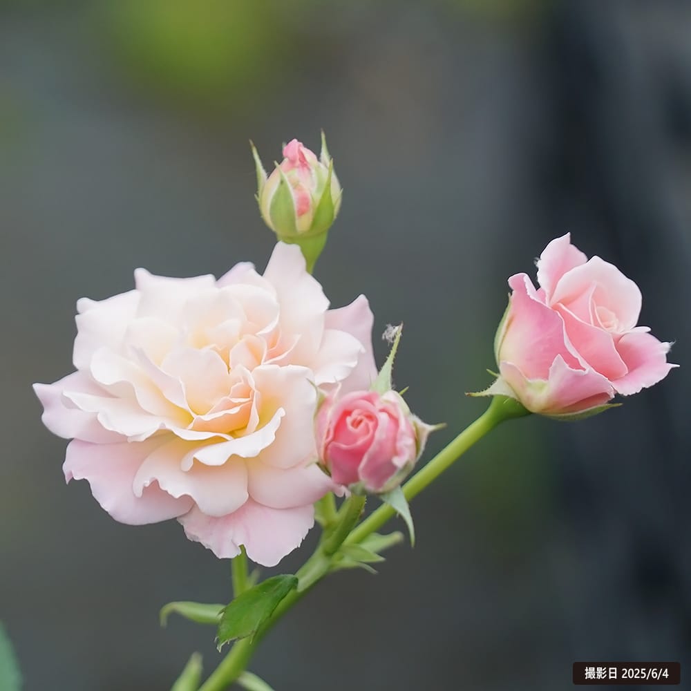 楽天市場】四季咲きバラ苗 【シュシュ】 2年生大苗 登録品種・品種登録