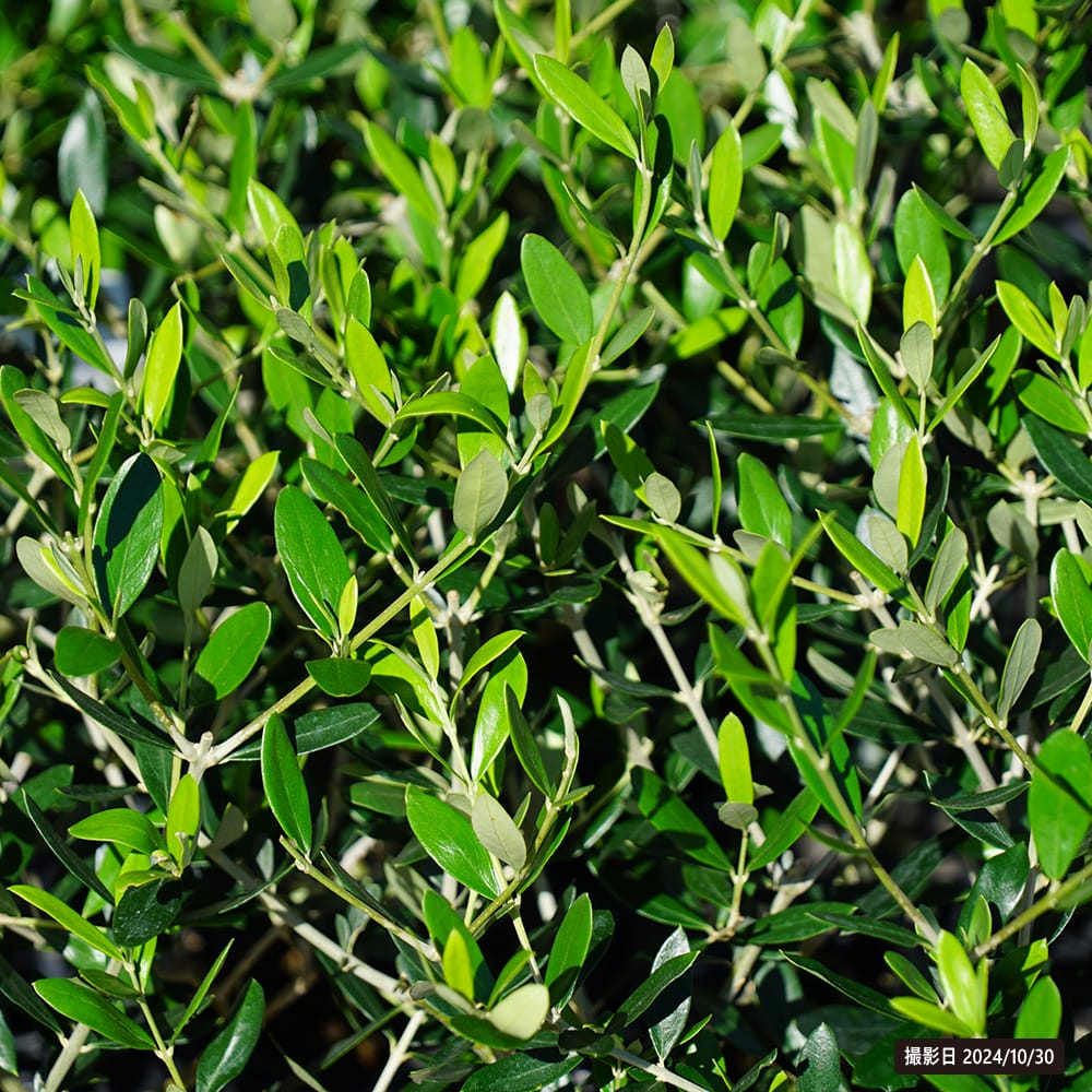 楽天市場】【タジャスカ】 オリーブの木 2年生 5号ポット苗 挿し木