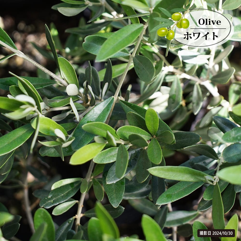 楽天市場】【ホワイト】 オリーブの木 2年生 5号ポット苗 挿し木