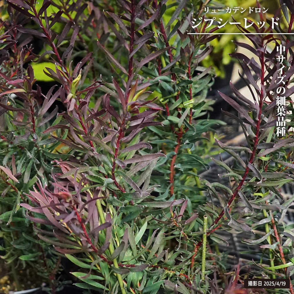 楽天市場】リューカデンドロン 【ジプシーレッド】 鉢植え : 苗木部