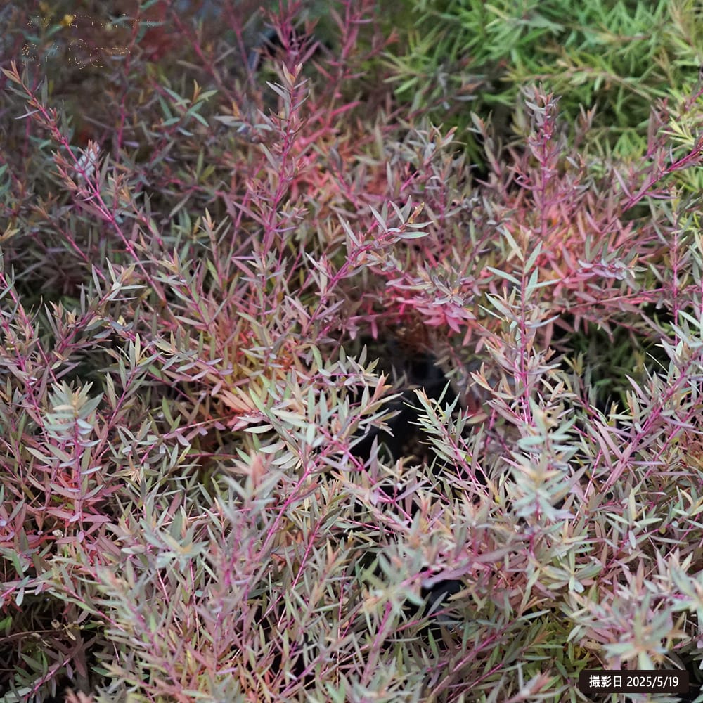 楽天市場】メラレウカ （ティーツリー） 【レッドジェム】 5.5号鉢植え