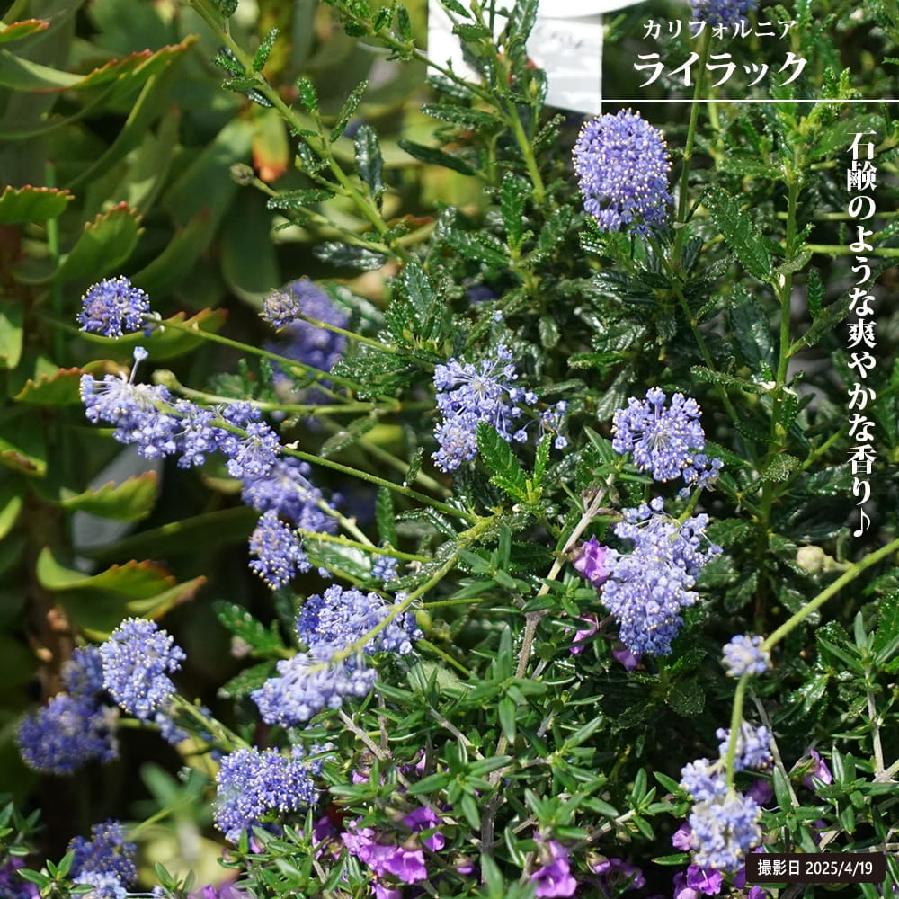 楽天市場】セアノサス カリフォルニア ライラック 6号鉢苗 セアノサス