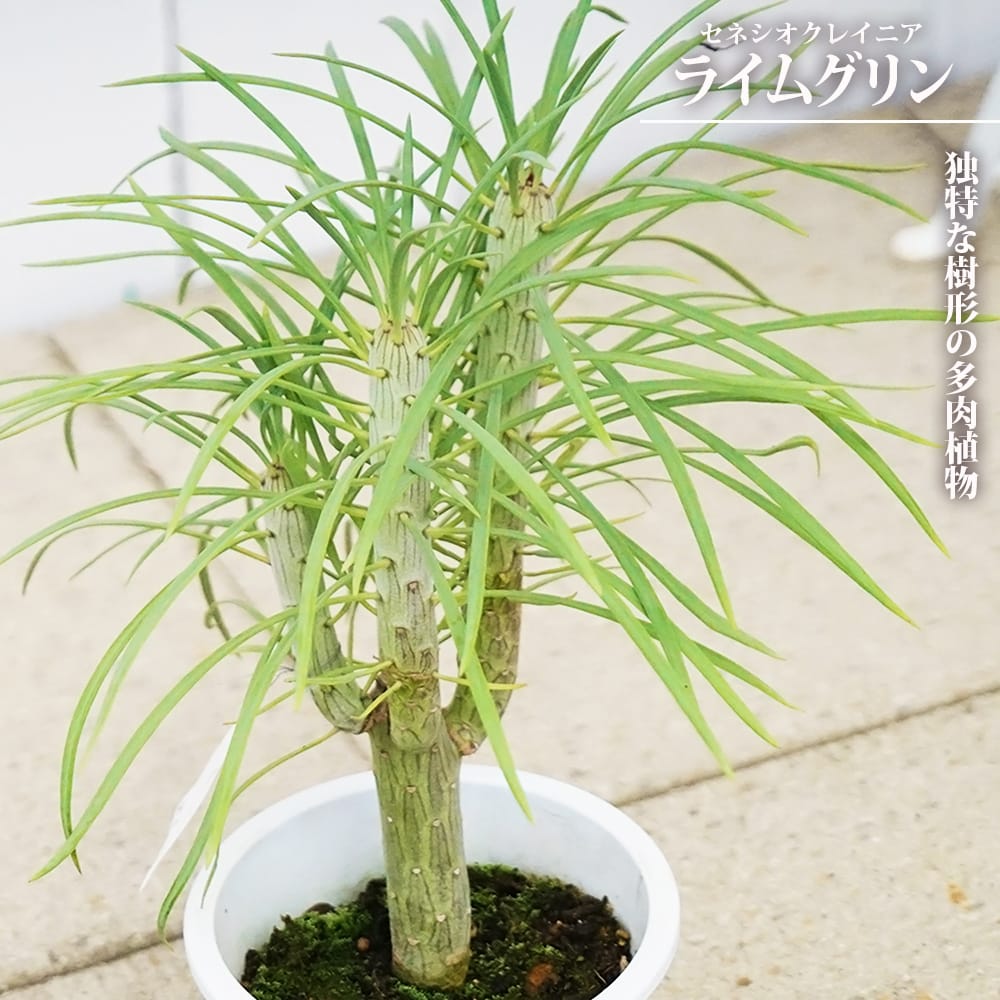楽天市場】セネシオクレイニア 【ライムグリン】 （モンキーツリー）4