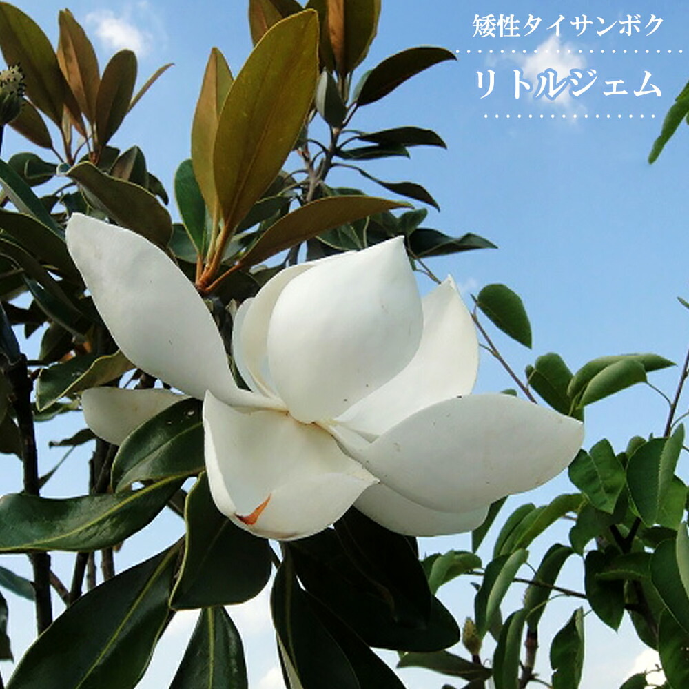 楽天市場】わい性タイサンボク 【リトルジェム】 接木ポット苗 : 苗木