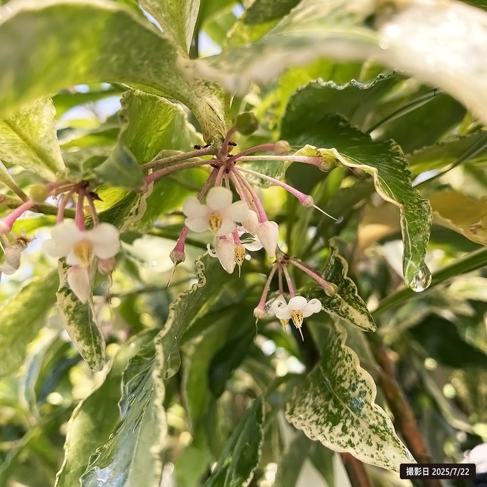 楽天市場】万両 【斑入り】 6号ポット苗 実生 : 苗木部 by 花ひろば