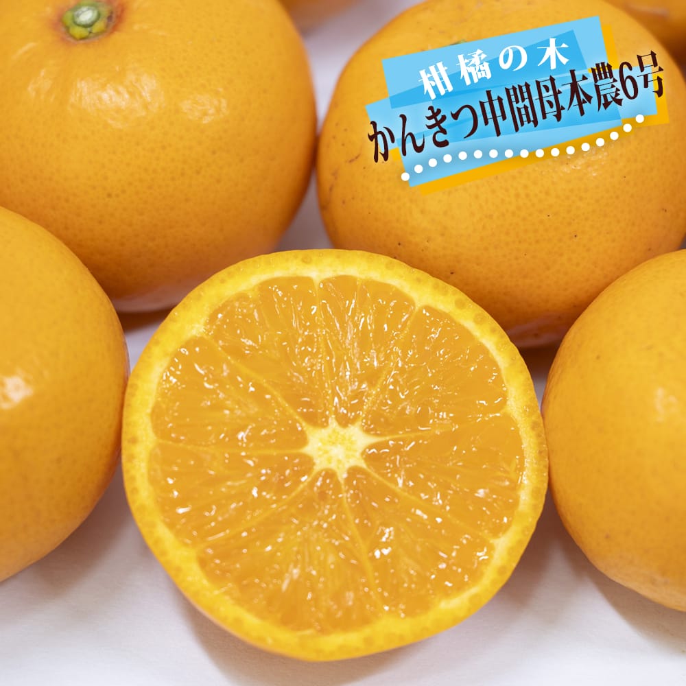 楽天市場】オレンジ 苗木 【かんきつ中間母本農6号 （ちゅうかんぼ