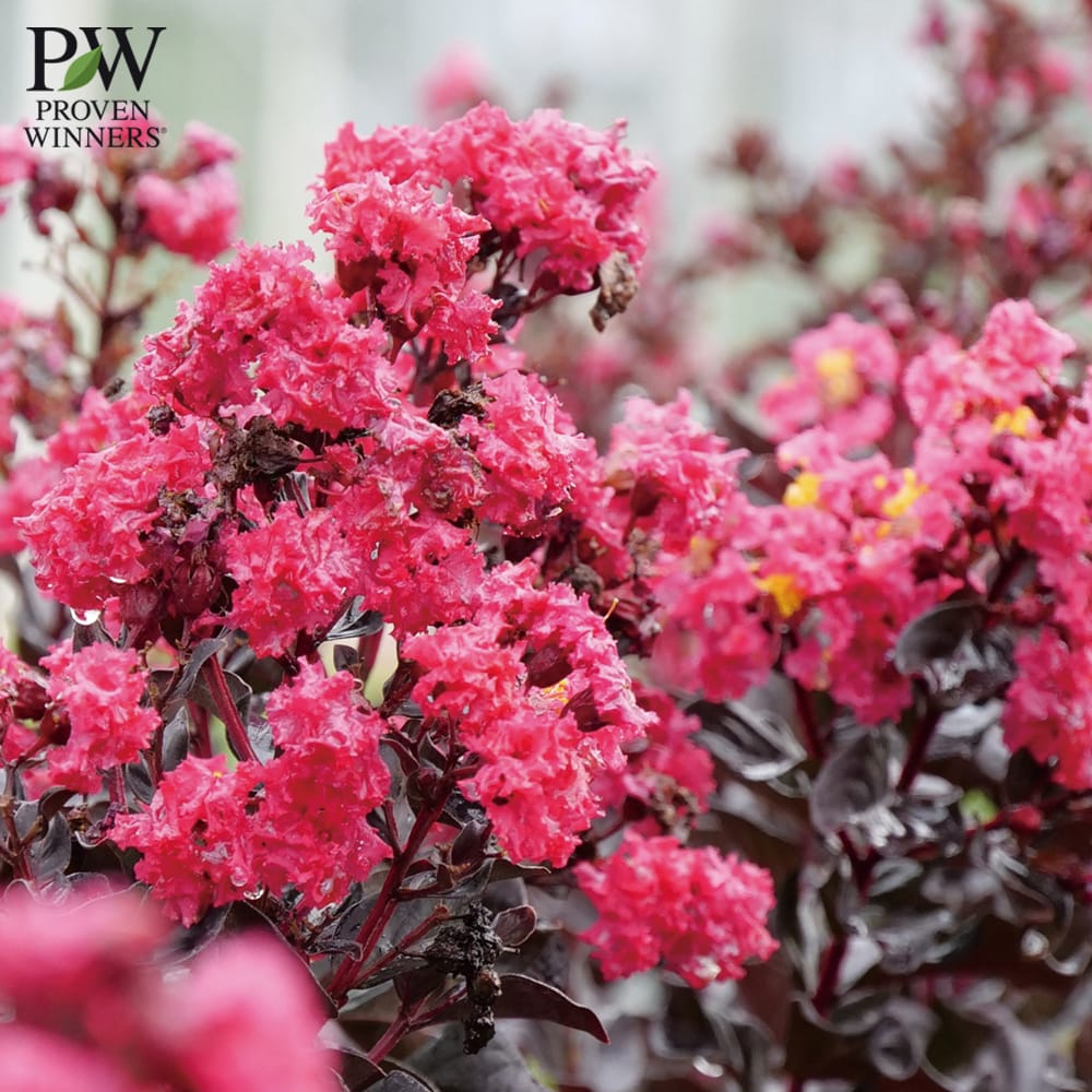 楽天市場】サルスベリ センターステージピンク 3.5号ポット苗（PW