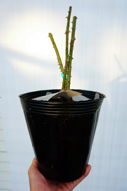 楽天市場】四季咲き強香バラ苗 【ガブリエル】 2年生大苗 : 苗木部