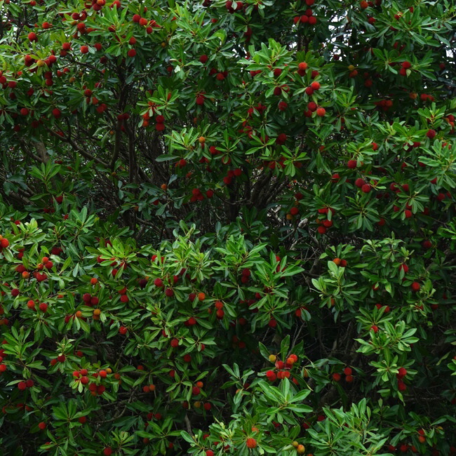 楽天市場】ヤマモモ 【東魁 （メス）】 3年生 接木 8号ポット苗 : 苗木