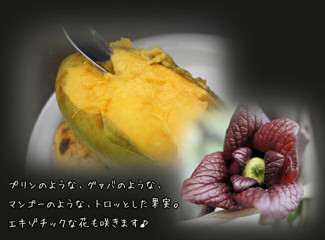 楽天市場】ポポー 苗木 【ウィルソン】 3年生接木大苗 : 苗木部 by