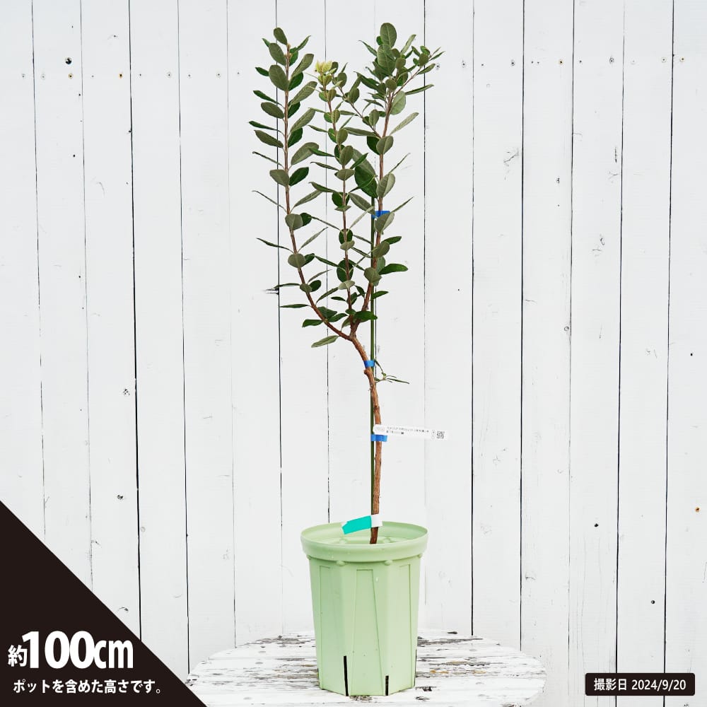 楽天市場】フェイジョア 苗 【アポロセレクト 】 2年生挿し木苗 7号