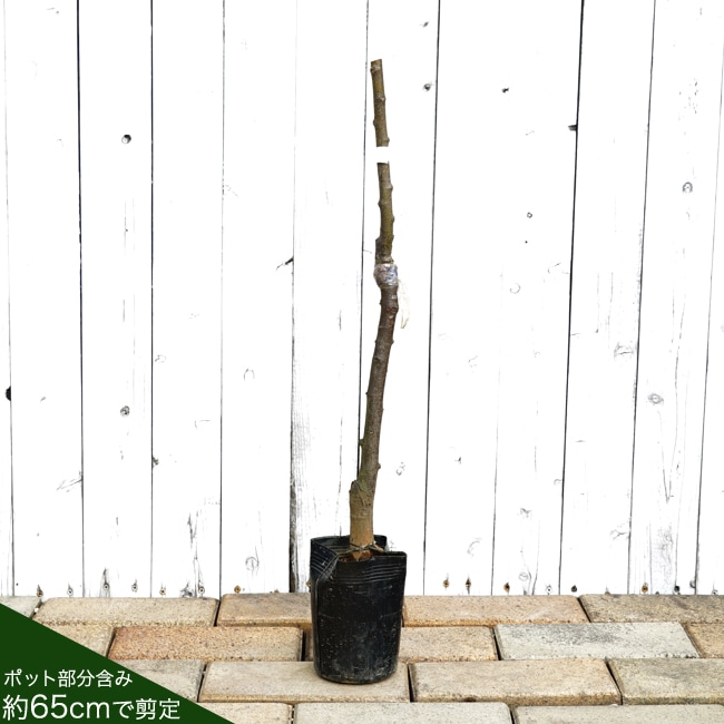 楽天市場】栗 苗木 【ぽろたん】 1年生接木苗 単品 or 受粉樹セット