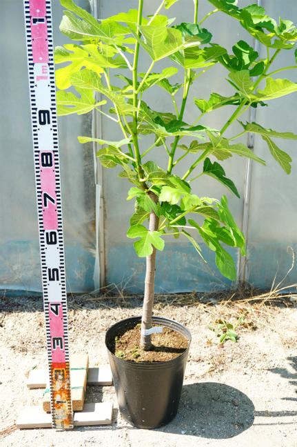 楽天市場】いちじく 【セレスト】 3年生大苗 1m苗 【産地で剪定済 1.0m