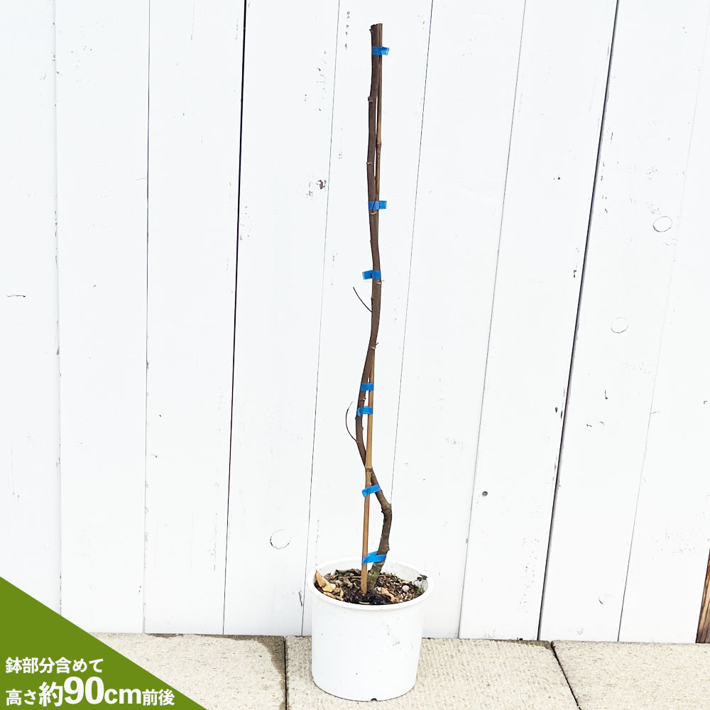 楽天市場】大実スターフルーツ 【ハニージャンボ】 接木大苗 : 苗木部