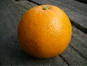 楽天市場】【八朔 （はっさく）】 3年生接木大苗 【産地で剪定済 1.0m