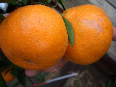 楽天市場】みかん 苗木 【宮川早生】 温州みかん 3年生接木大苗 【産地