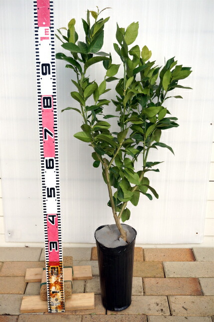 楽天市場】【日向夏 （ニューサマーオレンジ）】 2年生接木苗 : 苗木部