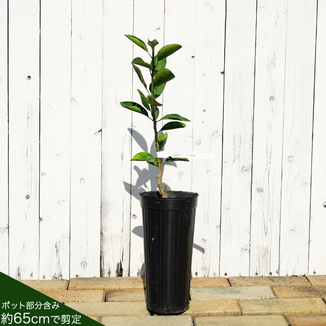 楽天市場】みかん 苗木 【日南1号】 極早生温州みかん 1年生接木苗