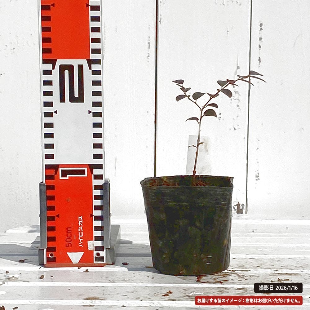 楽天市場】トキワマンサク 【紅姫】 3.5号ポット苗 【ハナヒロバリュー