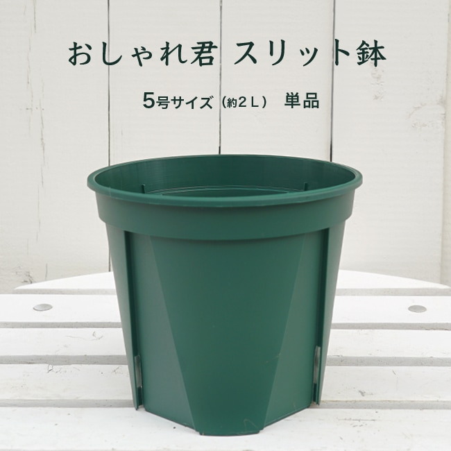 楽天市場】おしゃれ君スリット 鉢 5号 : 苗木部 by 花ひろばオンライン
