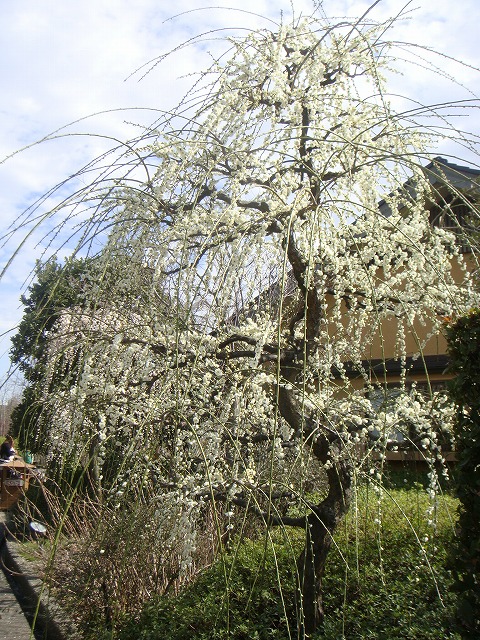 楽天市場】【枝垂れ梅 白】 花梅 1年生接木苗 【観賞花木】 : 苗木部