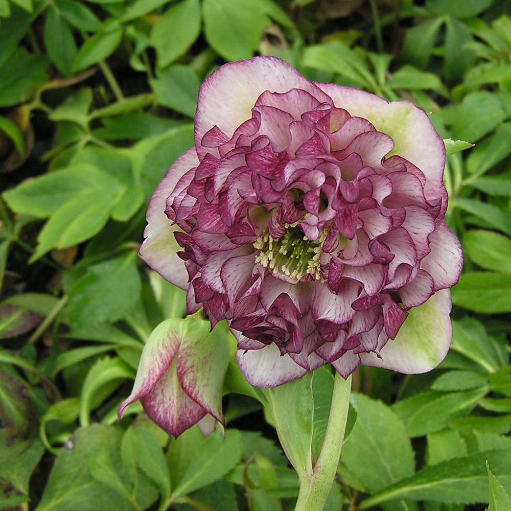 楽天市場】【グレイスプリマドレス】 八重咲きクリスマスローズ 3号