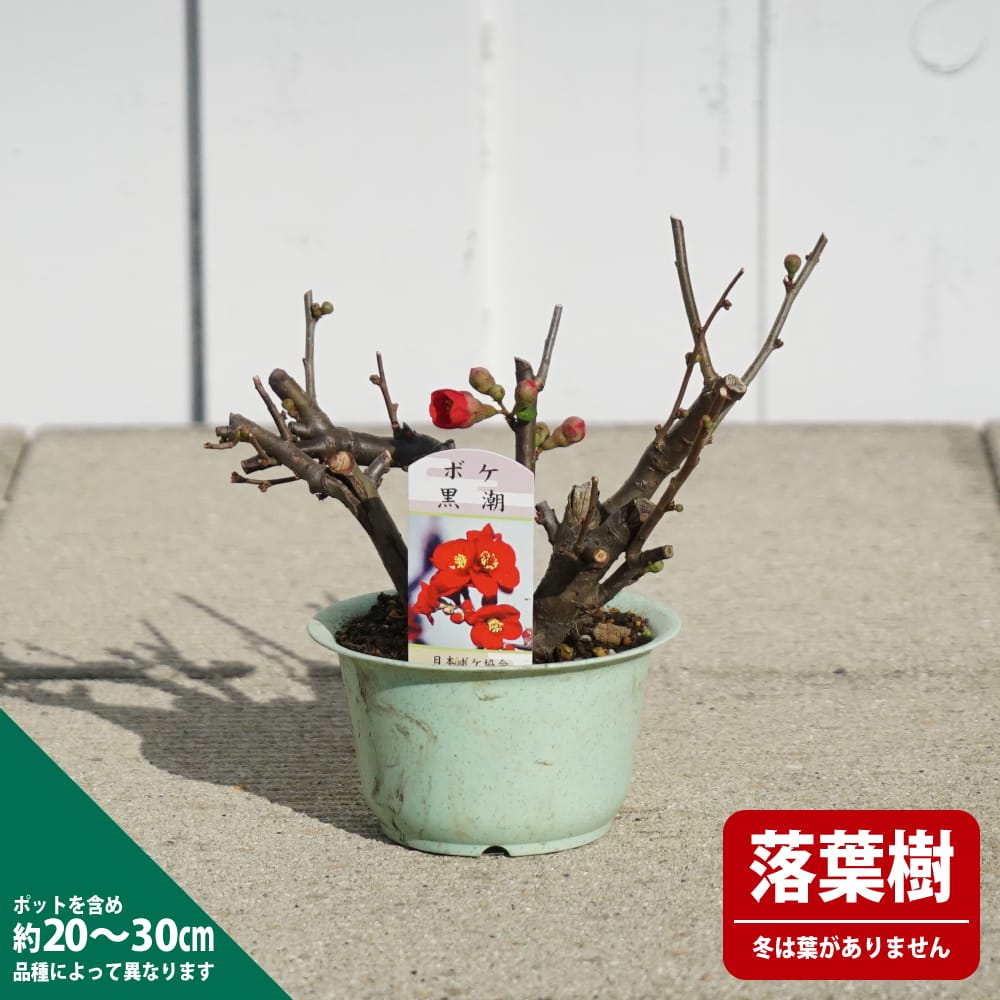 楽天市場】ボケ【黒潮】 盆栽仕立て 木瓜 : 苗木部 by 花ひろば