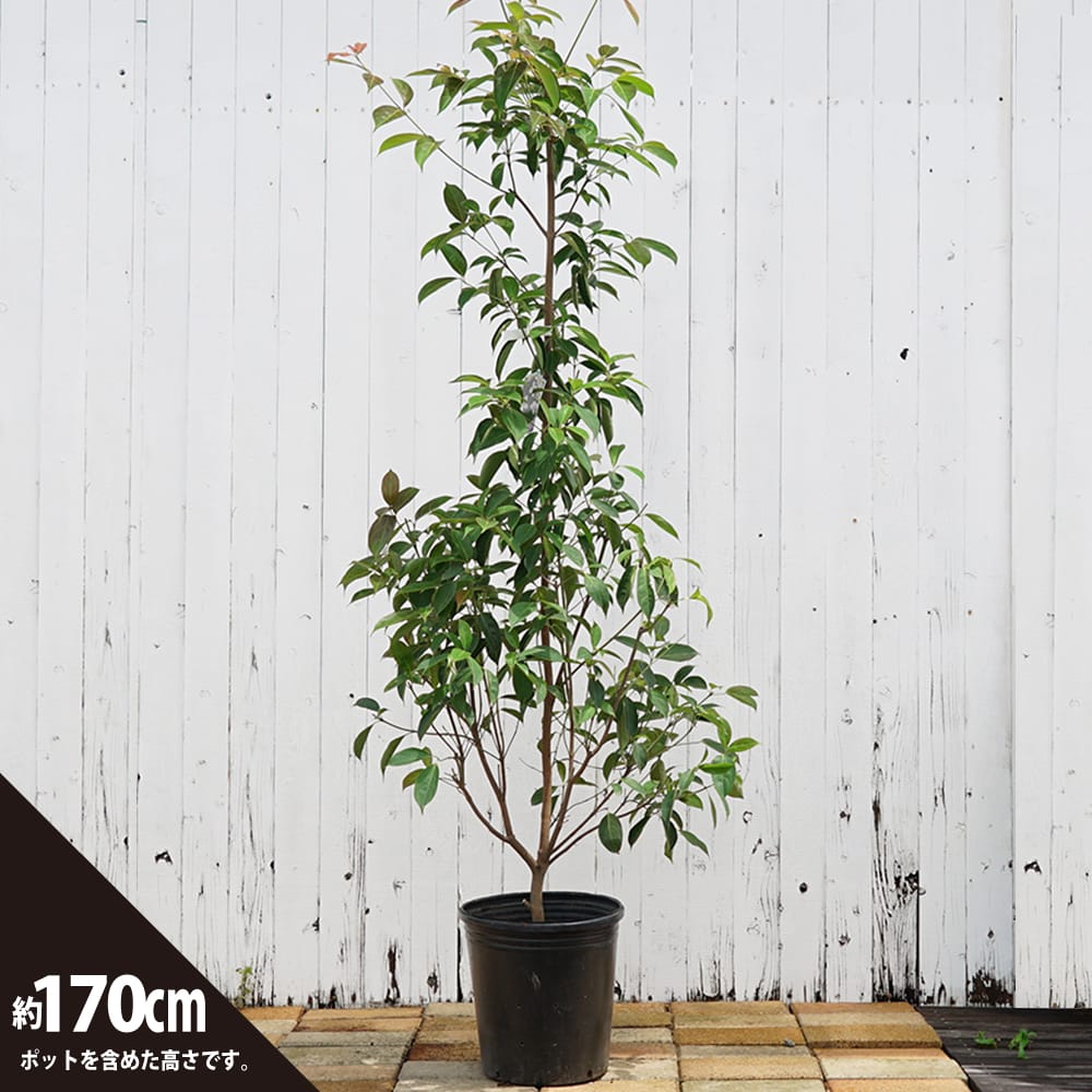 楽天市場】常緑ヤマボウシ サマーグラッシー 10号ポット苗 登録品種