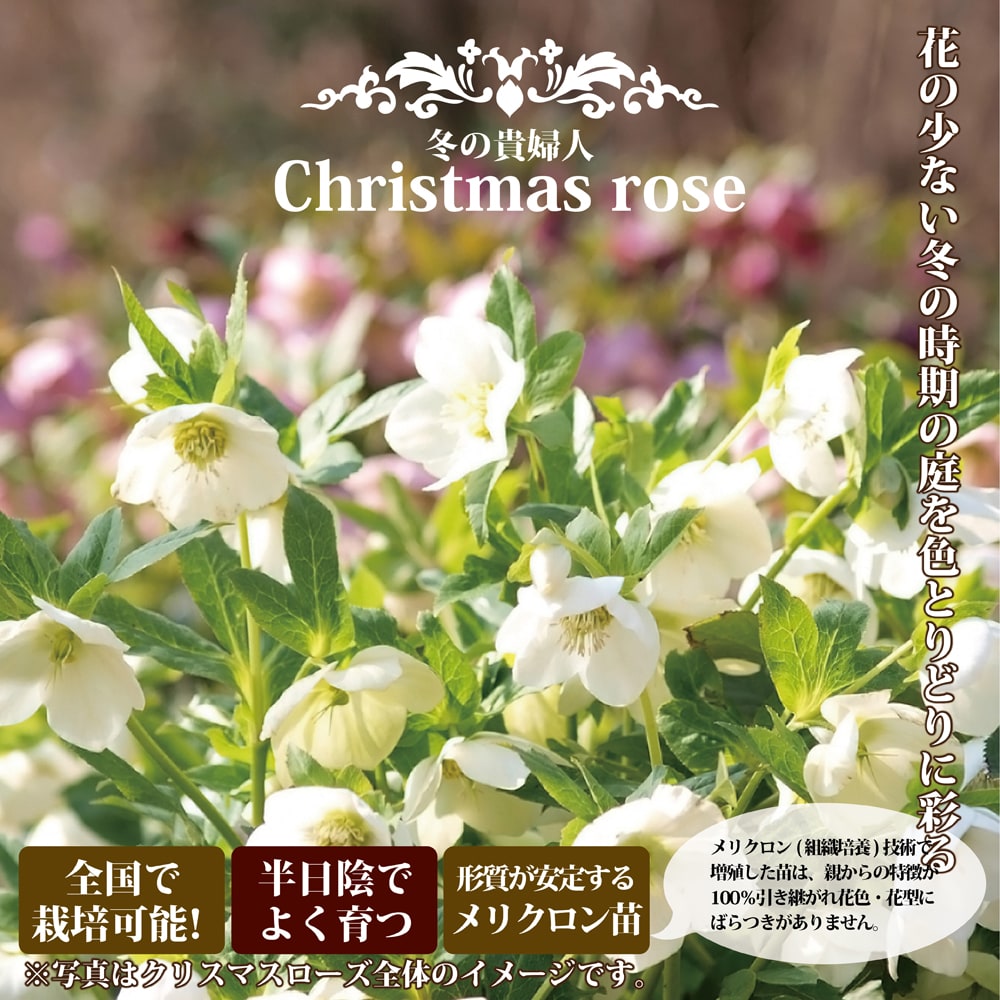 楽天市場】【エレガンスグレープ】 八重咲きクリスマスローズ 3号