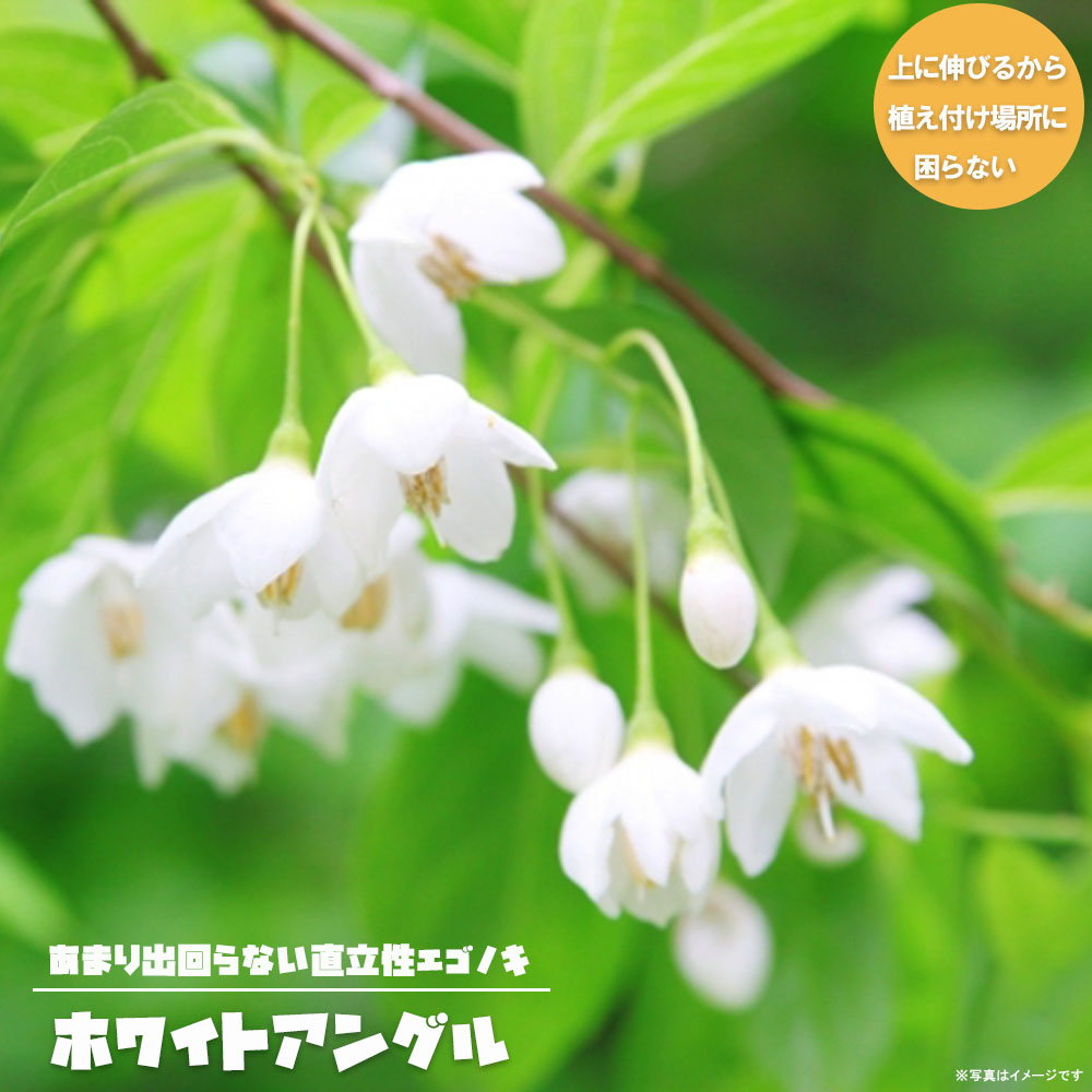 楽天市場】直立性エゴノキ 【ホワイトアングル】 本株 株立ち 根巻き