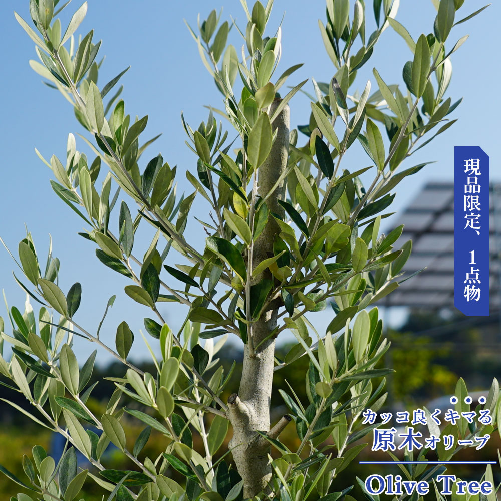 genbok-olive201117.jpg