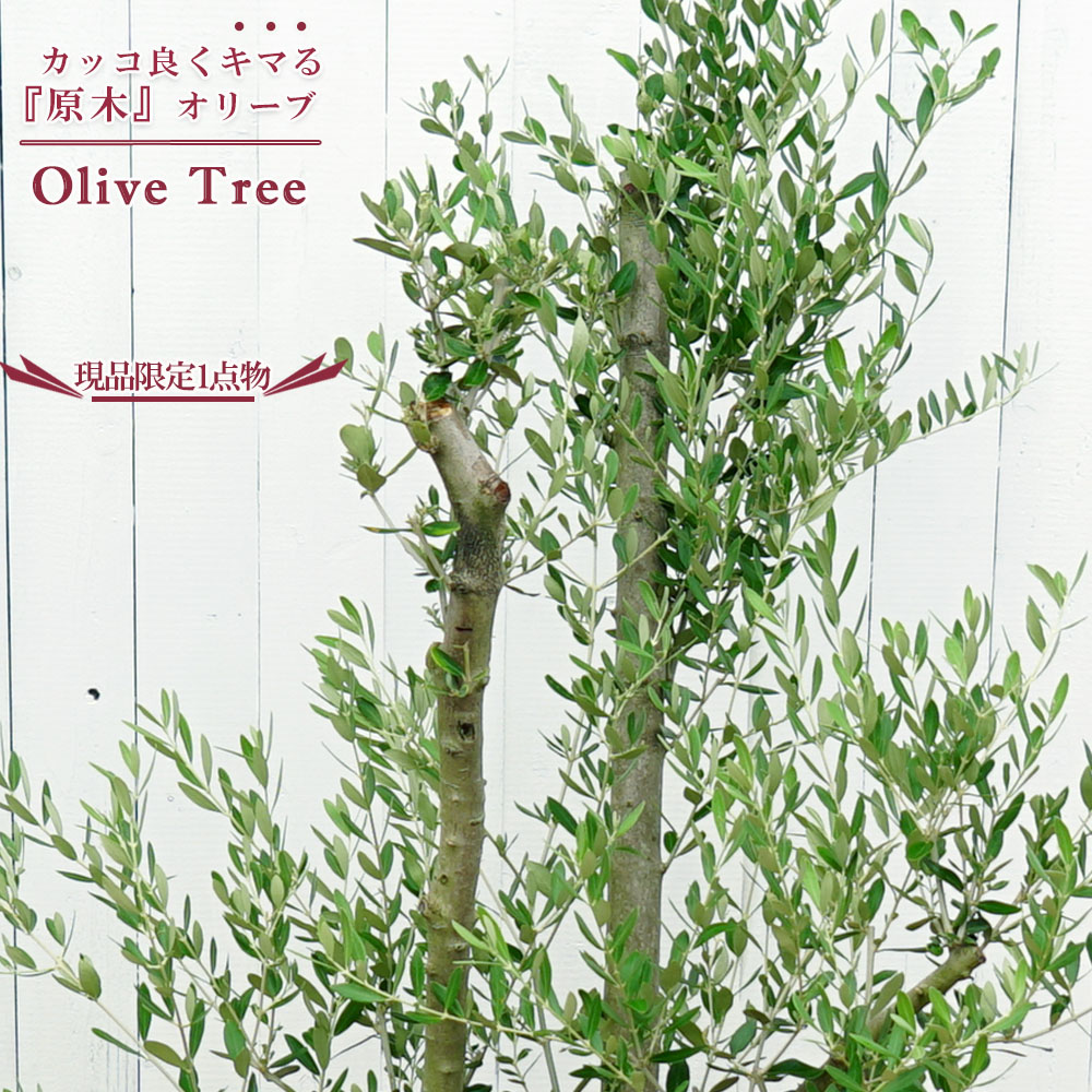 楽天市場】【国産 オリーブ原木】 □現品1点物□ オリーブの木 特大苗