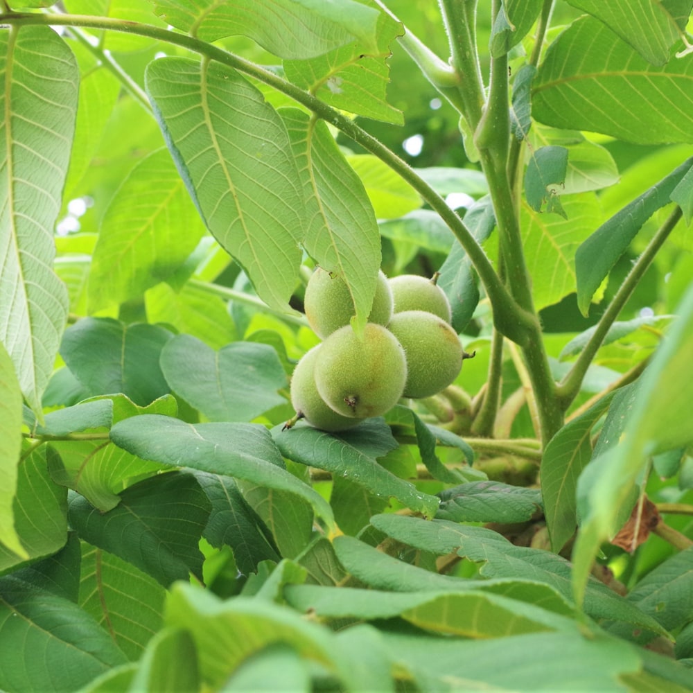楽天市場】くるみの木の苗 【鬼胡桃 （オニグルミ）】 1年生実生4号