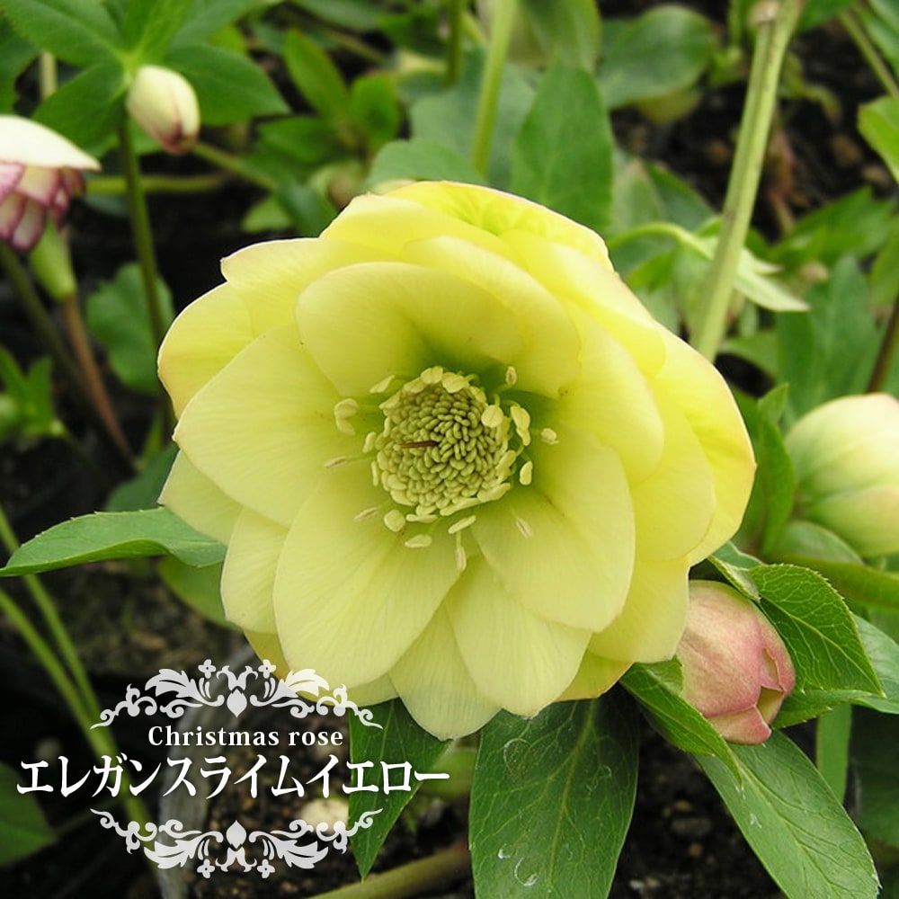 楽天市場】【エレガンスライムイエロー】 八重咲きクリスマスローズ 3