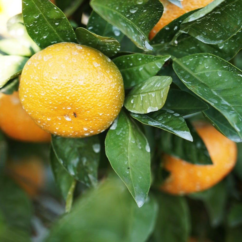 楽天市場】みかん 苗木 【日南1号】 極早生温州みかん 1年生接木苗