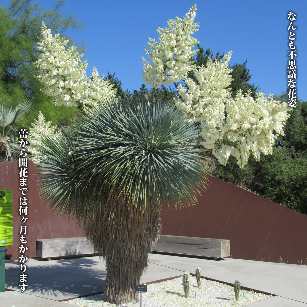 楽天市場】【ロストラータ】ユッカ 5号ポット植え 耐寒性南欧風