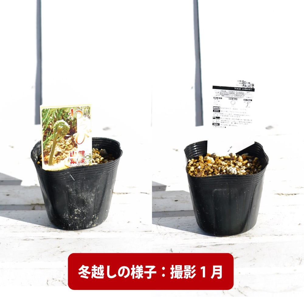 楽天市場】【わらび】 3.5号ポット苗 健康山菜 : 苗木部 by 花ひろば