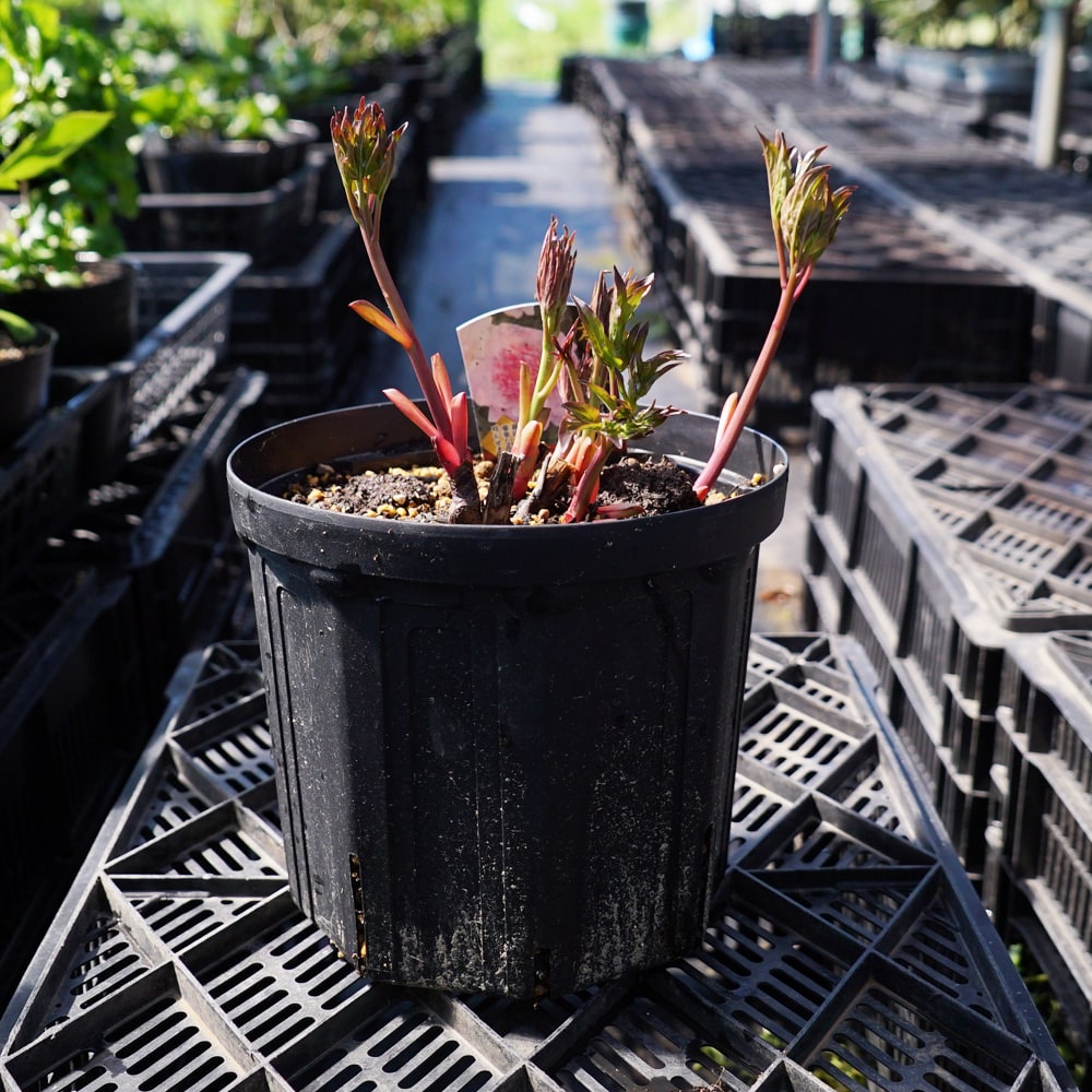 楽天市場】芍薬 【レッドサラベルナール】 6号スリット鉢植え : 苗木部