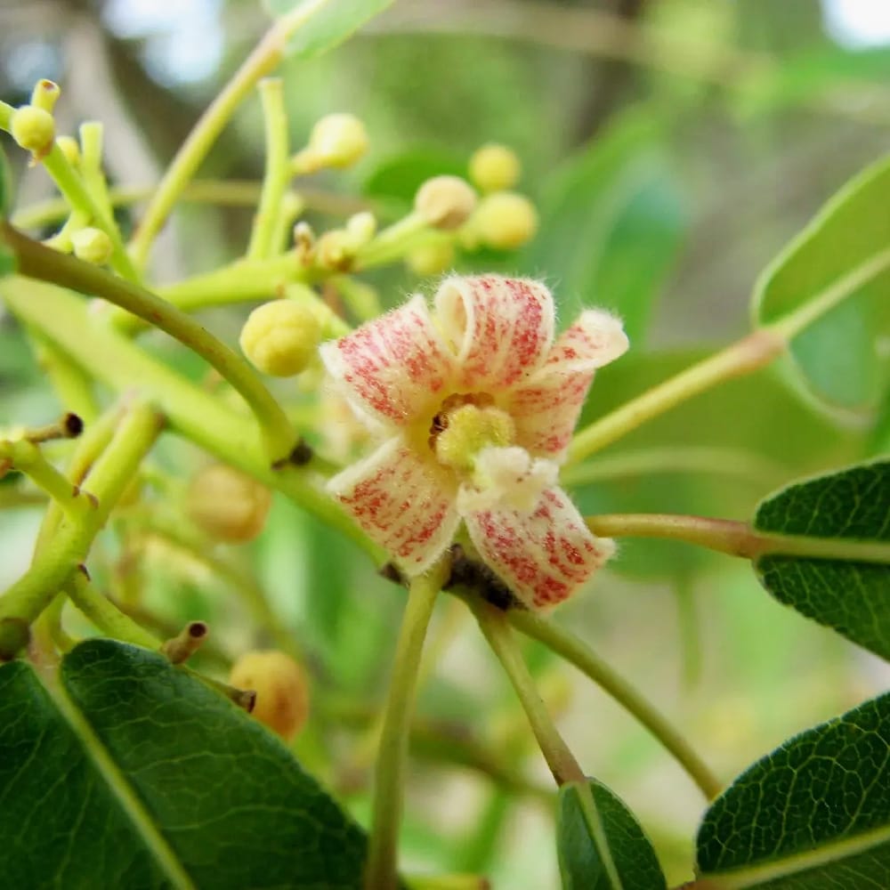 楽天市場】コーデックス 【ボトルツリー】 実生 3号ポット苗 : 苗木部