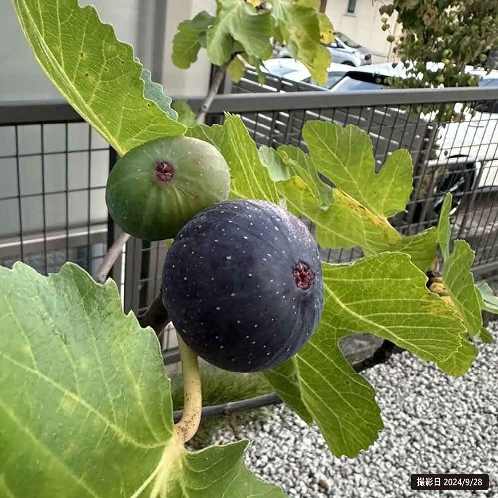 楽天市場】いちじく 【ビオレソリエス】 3年生大苗 0.8～1.1m苗 : 苗木